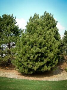 Сосна Чёрная (Pinus Nigra) купить по цене от 270.00р. в интернет-магазине «Посадика» с доставкой почтой в в Славянск-на-Кубание и по всей России – [изображение №1].