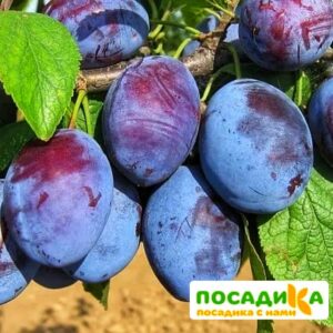 Слива Чачакская ранняя купить по цене от 229.00р. в интернет-магазине «Посадика» с доставкой почтой в в Славянск-на-Кубание и по всей России – [изображение №1].