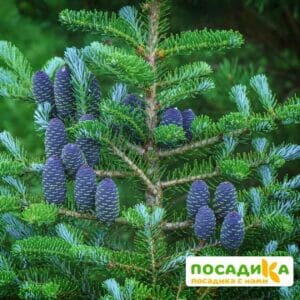 Пихта корейская (Abies koreana) купить по цене от 450.00р. в интернет-магазине «Посадика» с доставкой почтой в в Славянск-на-Кубание и по всей России – [изображение №1].