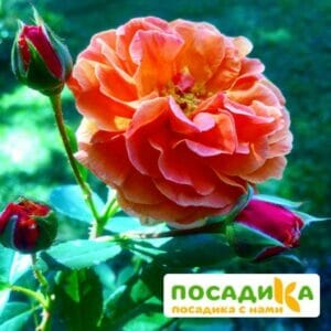 Роза Арабия купить по цене от 350.00р. в интернет-магазине «Посадика» с доставкой почтой в в Славянск-на-Кубание и по всей России – [изображение №1].