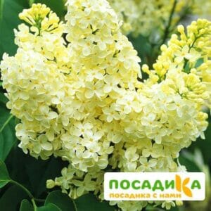 Сирень Примроуз (Primrose) купить по цене от 529.00р. в интернет-магазине «Посадика» с доставкой почтой в в Славянск-на-Кубание и по всей России – [изображение №1].