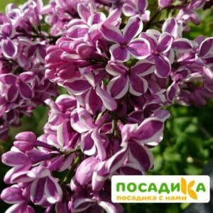 Сирень Сенсация купить по цене от 529.00р. в интернет-магазине «Посадика» с доставкой почтой в в Славянск-на-Кубание и по всей России – [изображение №1].