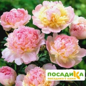 Пион Распберри Сандей (Paeonia Raspberry Sundae) купить по цене от 959р. в интернет-магазине «Посадика» с доставкой почтой в в Славянск-на-Кубание и по всей России – [изображение №1].