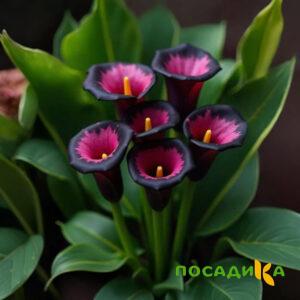 Калла Аура Лейс купить по цене от 400р. в интернет-магазине «Посадика» с доставкой почтой в в Славянск-на-Кубание и по всей России – [изображение №1].