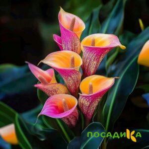 Калла Оникс купить по цене от 450р. в интернет-магазине «Посадика» с доставкой почтой в в Славянск-на-Кубание и по всей России – [изображение №1].