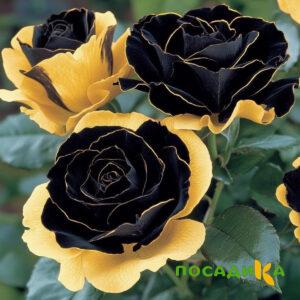Роза Ханни Сикл купить по цене от 700р. в интернет-магазине «Посадика» с доставкой почтой в в Славянск-на-Кубание и по всей России – [изображение №1].