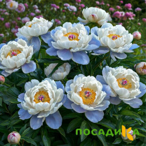Пион акварельный Этюд купить по цене от 806р. в интернет-магазине «Посадика» с доставкой почтой в в Славянск-на-Кубание и по всей России – [изображение №1].