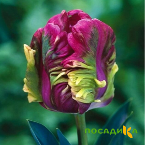 Тюльпан Экзотик Хэвен купить по цене от 186р. в интернет-магазине «Посадика» с доставкой почтой в в Славянск-на-Кубание и по всей России – [изображение №1].