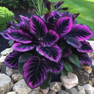 Хоста Люминоза купить по цене от 450р. в интернет-магазине «Посадика» с доставкой почтой в в Славянск-на-Кубание и по всей России – [изображение №1].