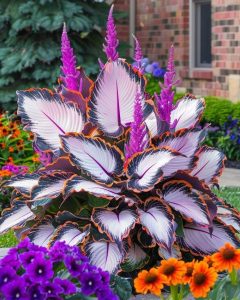 Хоста Кримэн Дрим купить по цене от 549р. в интернет-магазине «Посадика» с доставкой почтой в в Славянск-на-Кубание и по всей России – [изображение №1].