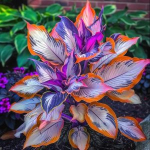 Хоста Эмеральд Тиара купить по цене от 602р. в интернет-магазине «Посадика» с доставкой почтой в в Славянск-на-Кубание и по всей России – [изображение №1].