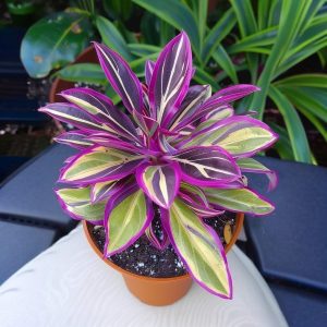 Хоста Сильвер Стик купить по цене от 650р. в интернет-магазине «Посадика» с доставкой почтой в в Славянск-на-Кубание и по всей России – [изображение №1].