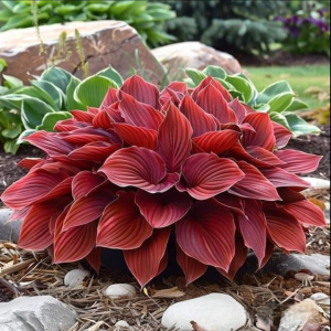 Хоста Малыш Шедевр купить по цене от 421р. в интернет-магазине «Посадика» с доставкой почтой в в Славянск-на-Кубание и по всей России – [изображение №1].