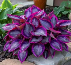 Хоста Сикрет Гарденс купить по цене от 549р. в интернет-магазине «Посадика» с доставкой почтой в в Славянск-на-Кубание и по всей России – [изображение №1].