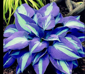 Хоста Аурелия купить по цене от 450р. в интернет-магазине «Посадика» с доставкой почтой в в Славянск-на-Кубание и по всей России – [изображение №1].